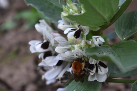 Bumblebee feeding on white broad bean flowers